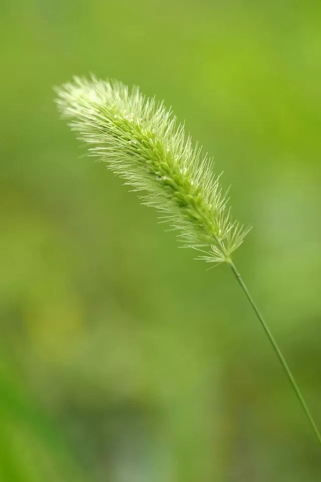 640x960 Dog's tail grass - cyan iPhone 4s Wallpaper