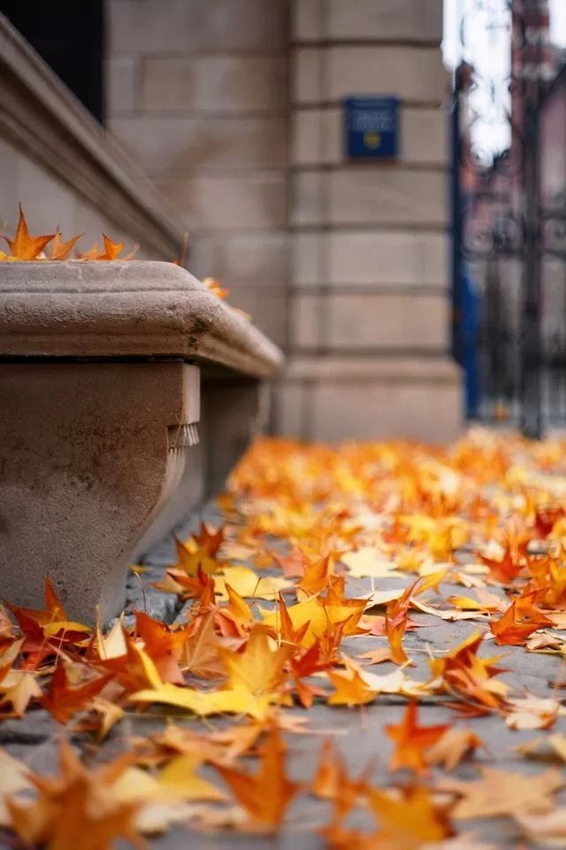 Autumn leaves iPhone 4s wallpaper 