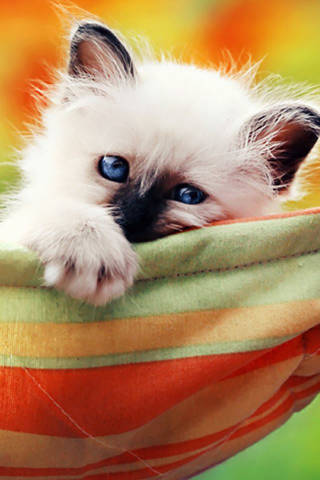 640x960 Kitten In A Hammock - kitten iPhone 4s Wallpaper