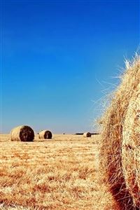 Autumn harvest wallpaper