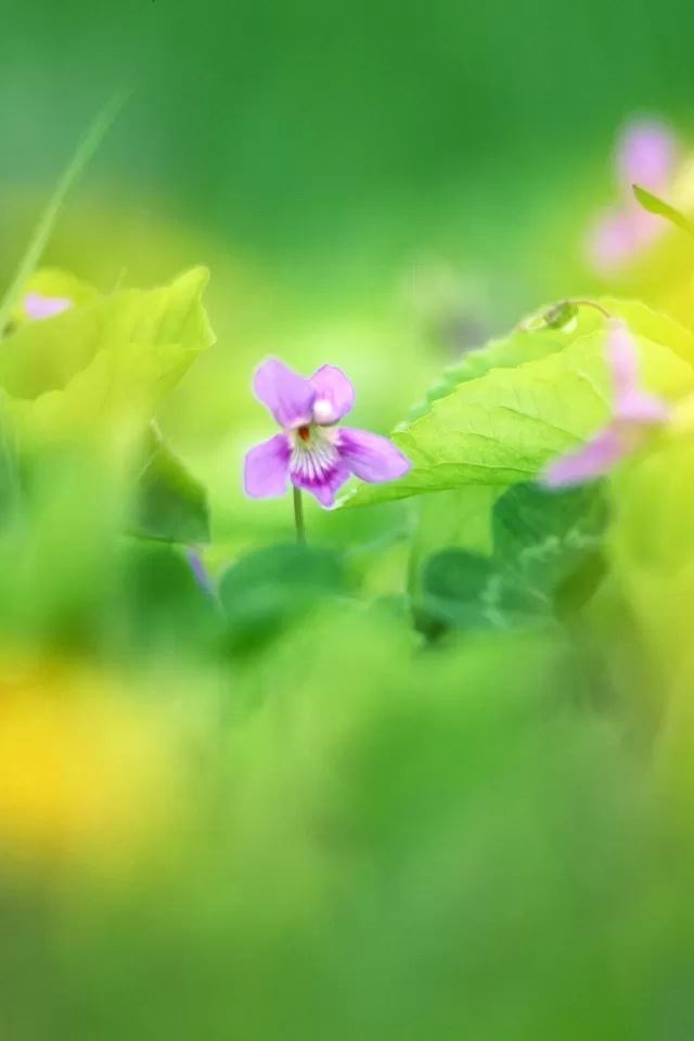 640x960 Clover blossom - blossom iPhone 4s Wallpaper