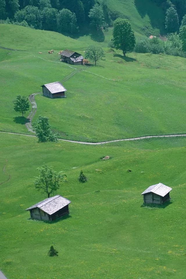 640x960 Prairie - tree iPhone 4s Wallpaper