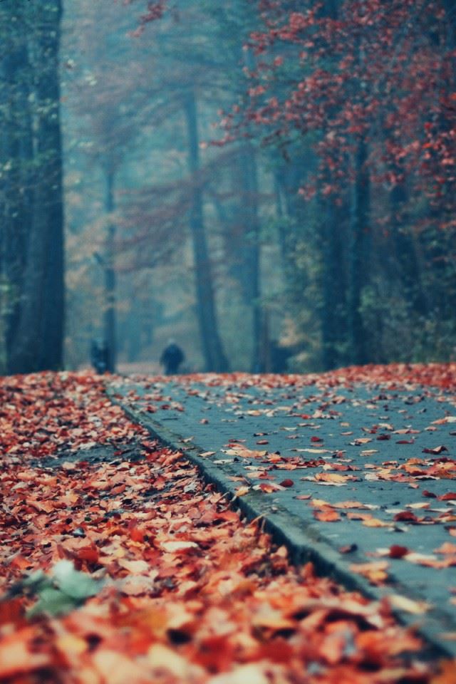 640x960 Road Deck Autumn Leaves - tree iPhone 4s Wallpaper