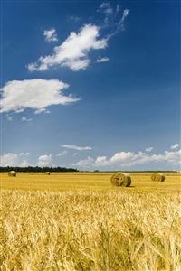 Autumn harvest wallpaper