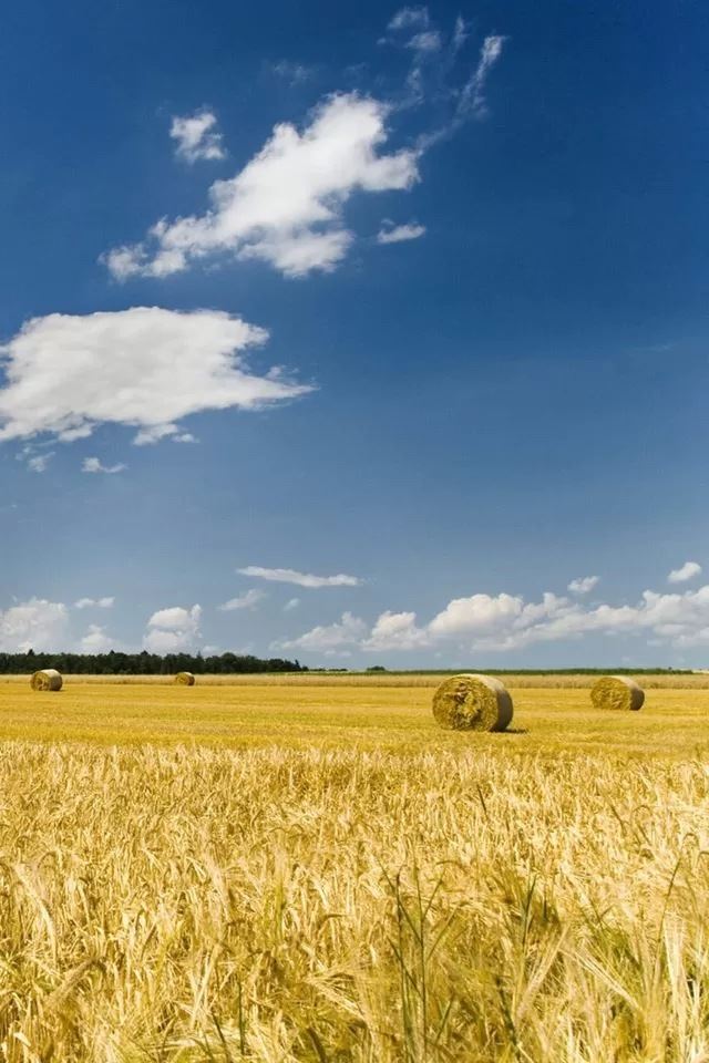 640x960 Autumn harvest - farm iPhone 4s Wallpaper