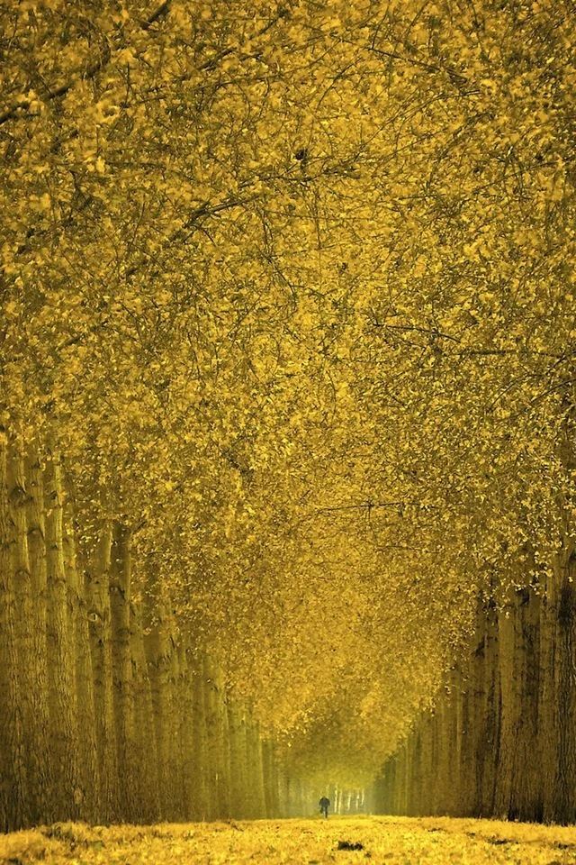 640x960 Golden Autumn - golden iPhone 4s Wallpaper