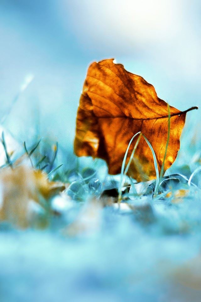 640x960 Something Wrong Here - leaf iPhone 4s Wallpaper