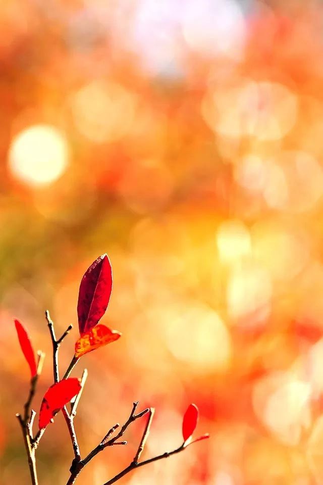640x960 Red leaves - bokeh iPhone 4s Wallpaper