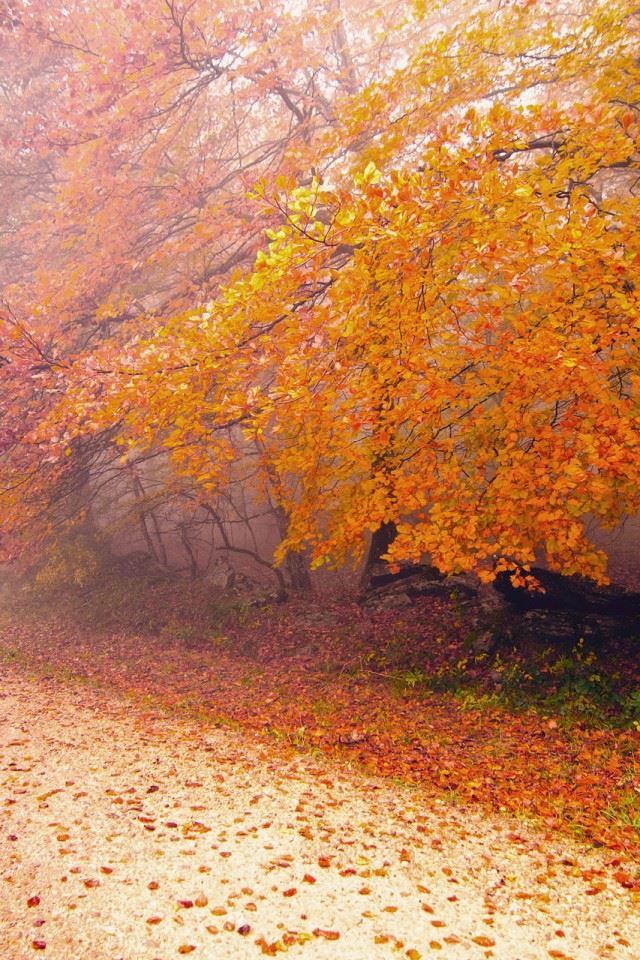 640x960 Foggy Autumn Morning - grass iPhone 4s Wallpaper