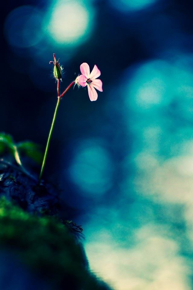 640x960 Flowers Rocks Fuzzy Green - circle iPhone 4s Wallpaper