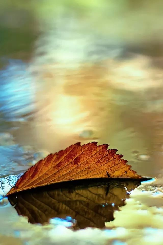 640x960 Leaves - cyan iPhone 4s Wallpaper