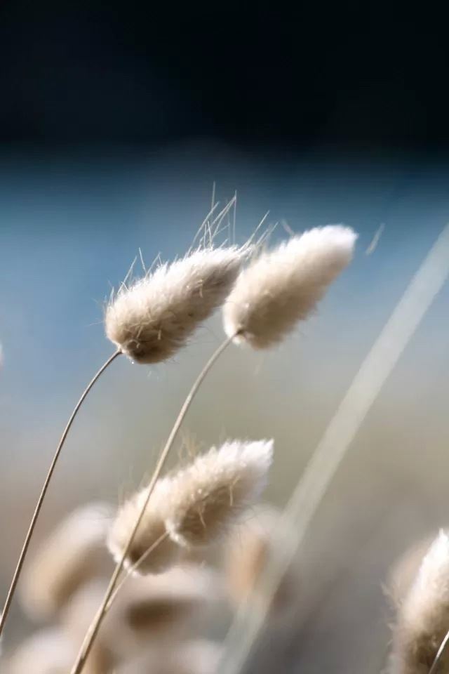 640x960 Dog's tail grass - grass iPhone 4s Wallpaper