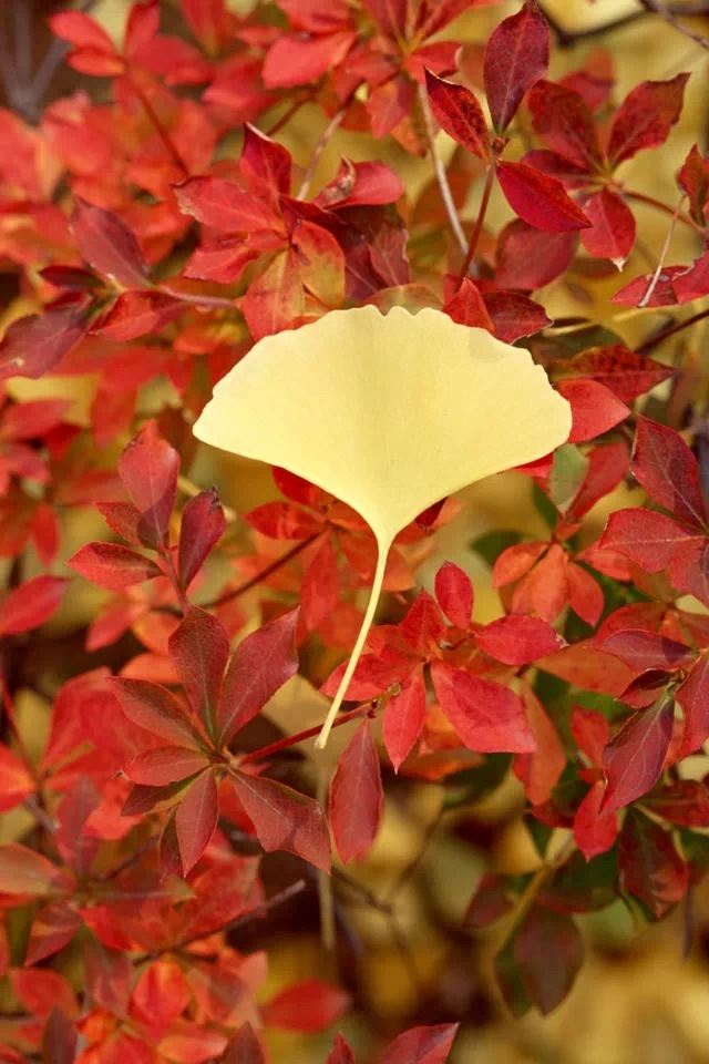640x960 Ginkgo leaves - leaves iPhone 4s Wallpaper