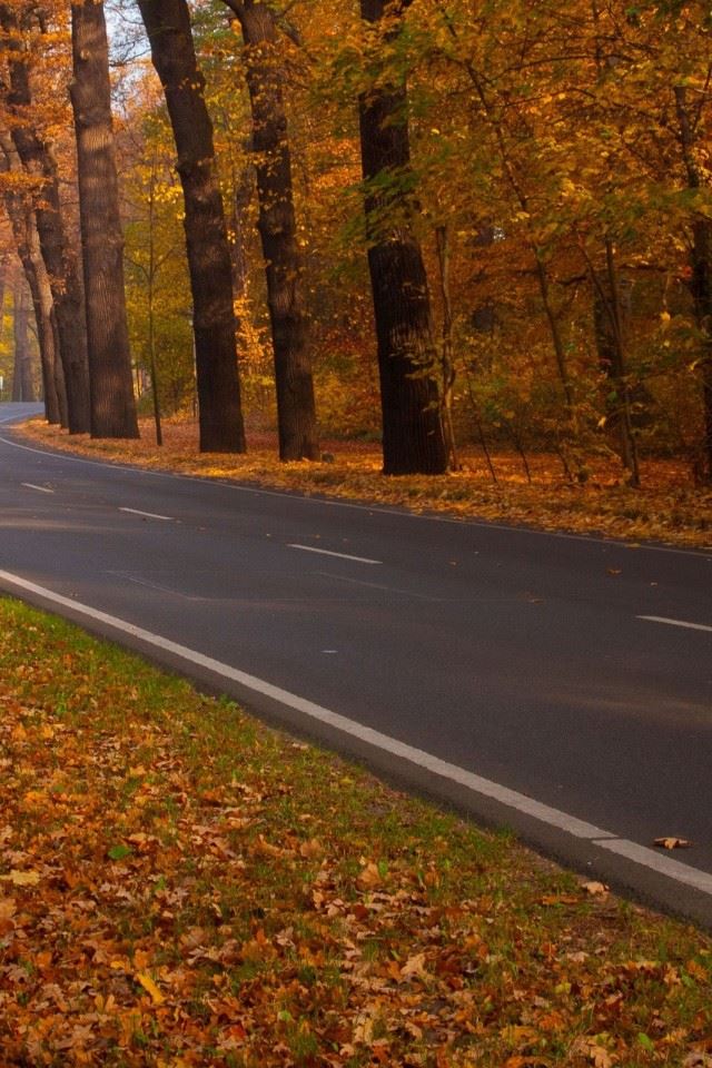 640x960 Trees Leaves Roads - brown iPhone 4s Wallpaper
