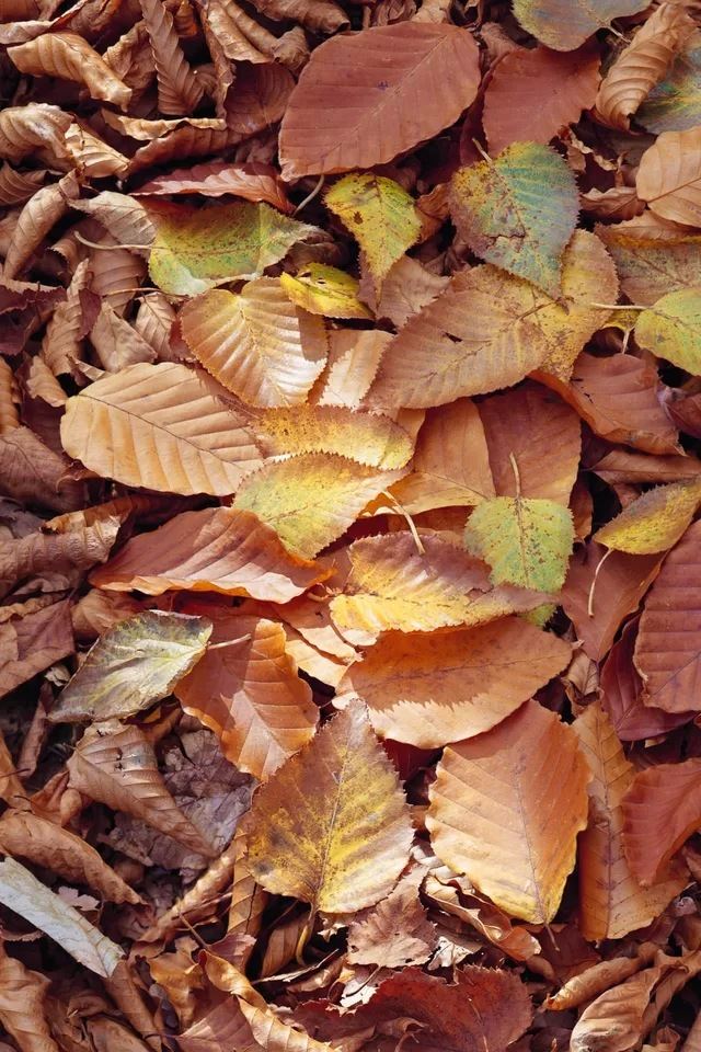 640x960 Defoliation - leaf iPhone 4s Wallpaper