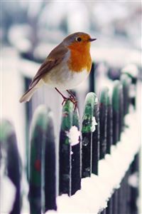 Snow Fence Bird Winter wallpaper