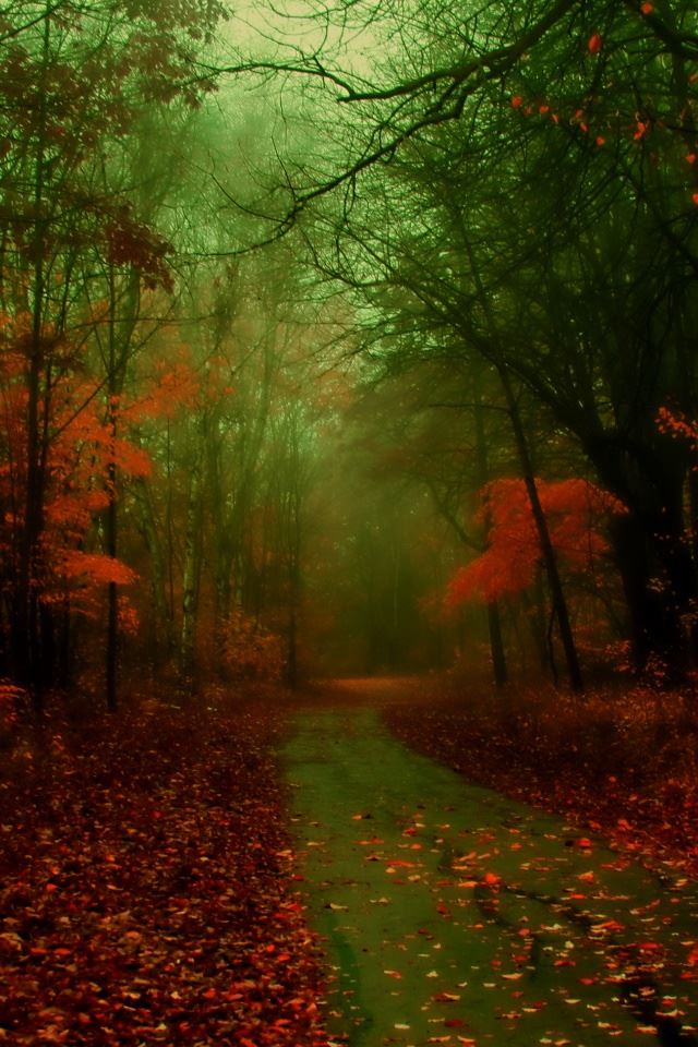 640x960 Misty Autumn - branch iPhone 4s Wallpaper
