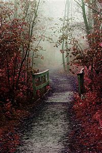 Autumn Mist Path wallpaper