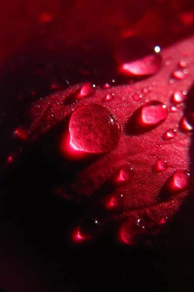 640x960 Dew on petals - petals iPhone 4s Wallpaper