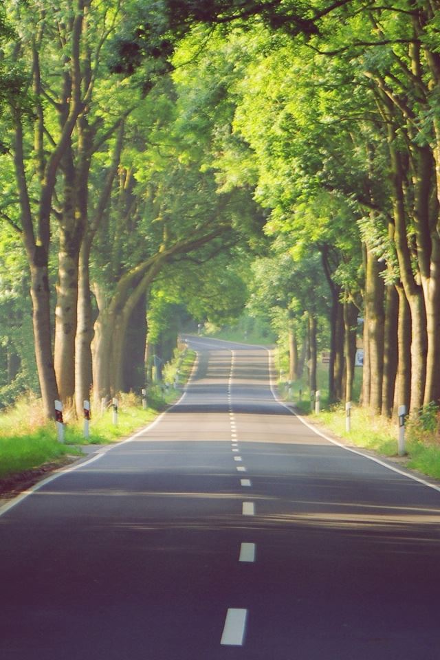 640x960 Alley - branch iPhone 4s Wallpaper
