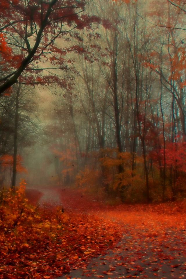 640x960 Romantic Autumn - forest iPhone 4s Wallpaper