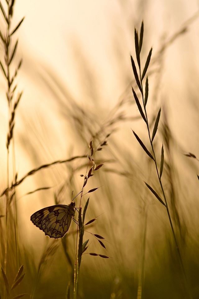 640x960 Butterfly - grass iPhone 4s Wallpaper