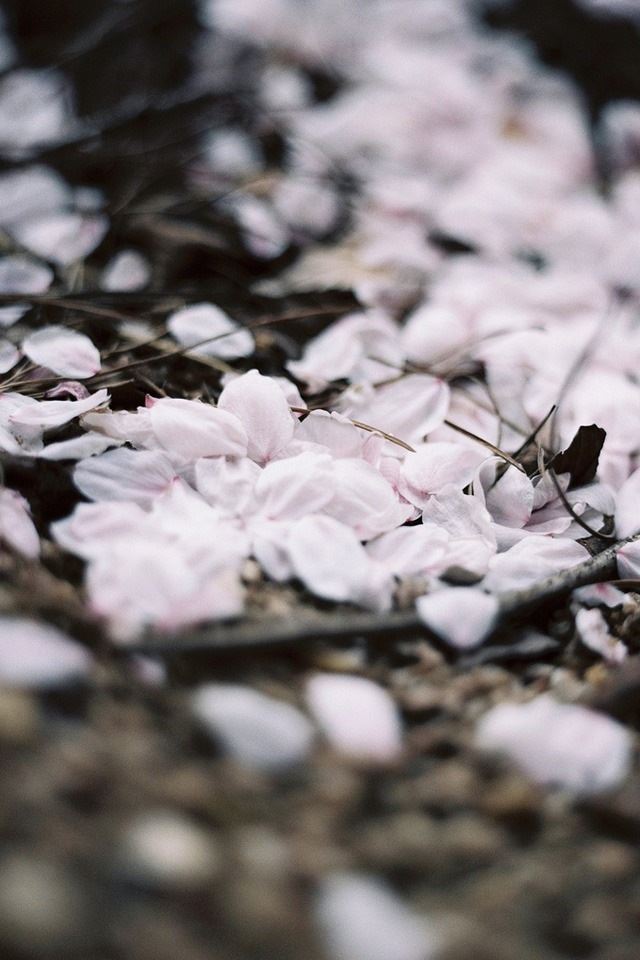 640x960 Petals close up - petals iPhone 4s Wallpaper