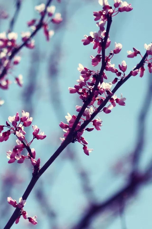 640x960 Peach blossoms - flower iPhone 4s Wallpaper