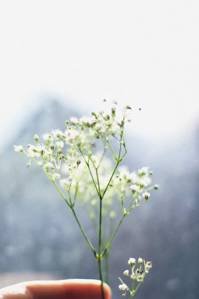 640x960 Flower - bokeh iPhone 4s Wallpaper