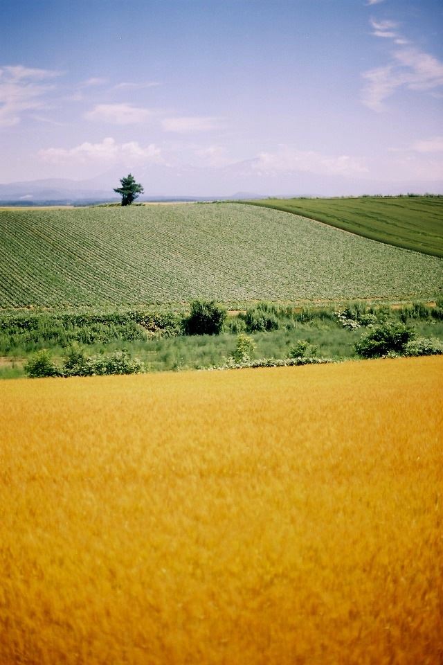 640x960 Golden fields - natural iPhone 4s Wallpaper