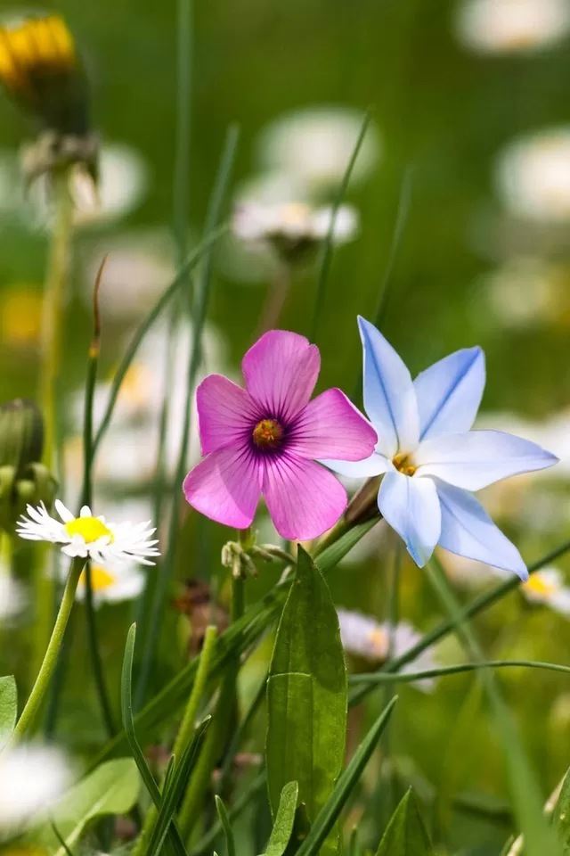 640x960 Wildflowers - bokeh iPhone 4s Wallpaper