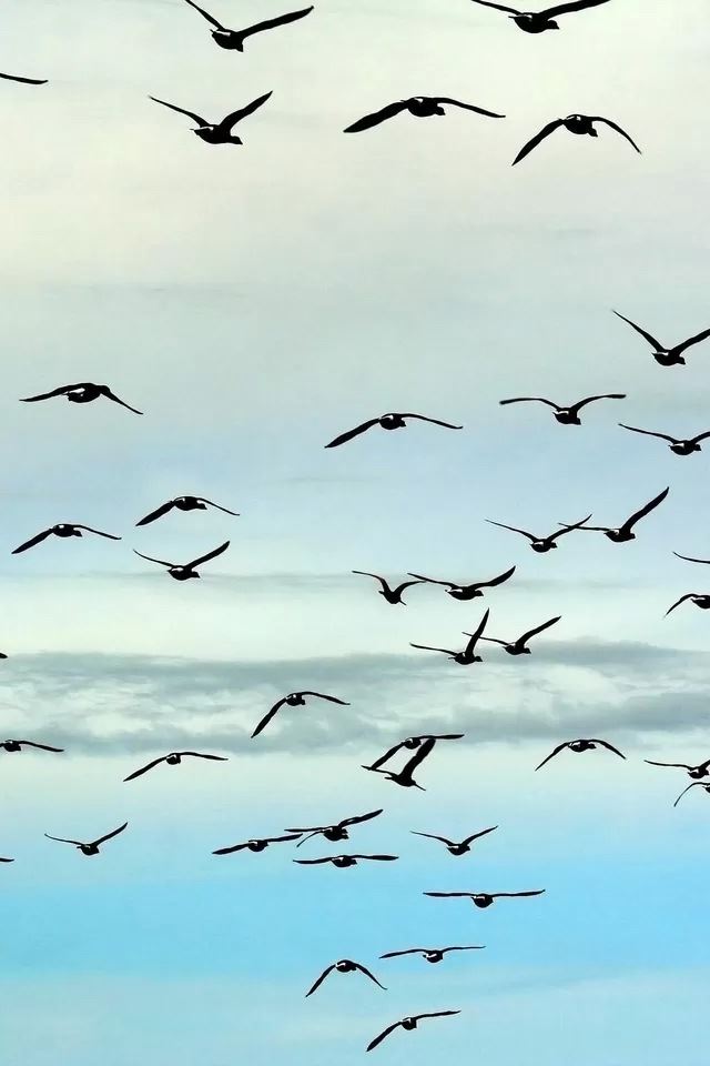640x960 Swallow - swallow iPhone 4s Wallpaper