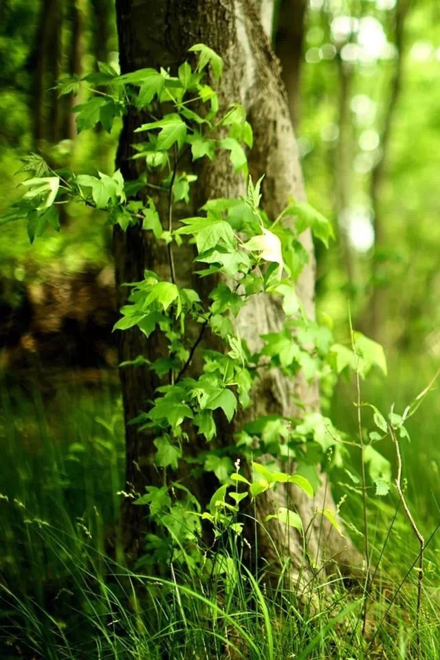 640x960 Vine - bokeh iPhone 4s Wallpaper