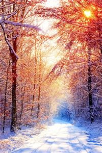 Snowy forest wallpaper