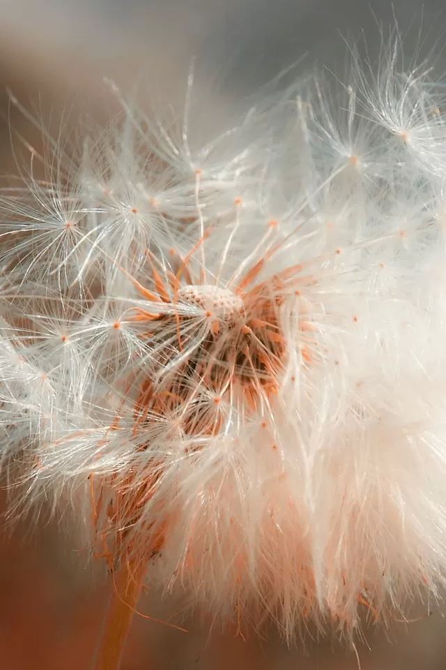 640x960 Dandelion feather - dandelion iPhone 4s Wallpaper
