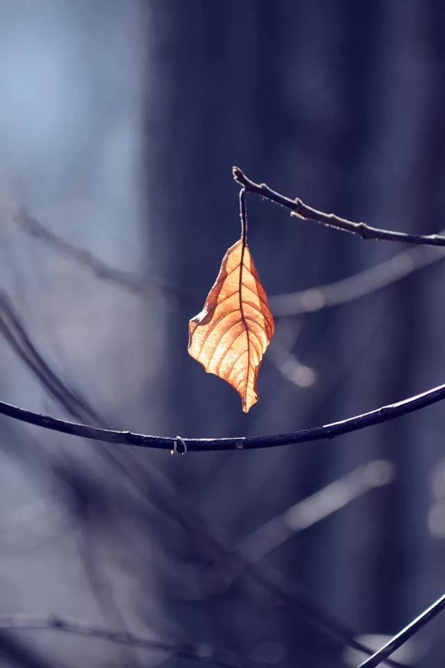 640x960 Leaves - leaves iPhone 4s Wallpaper