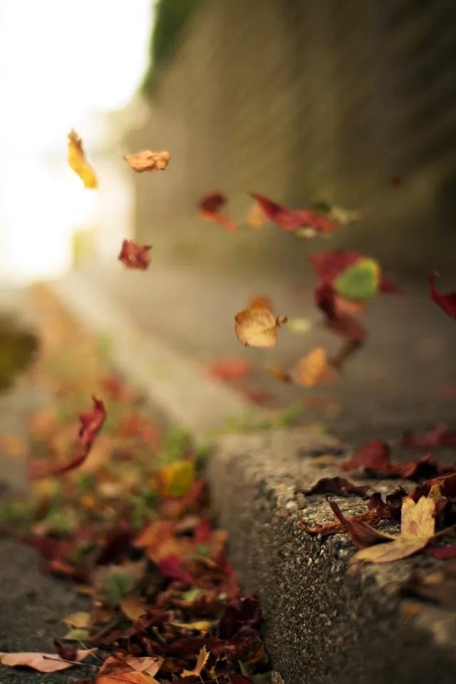 640x960 Leaves swirling - leaves iPhone 4s Wallpaper