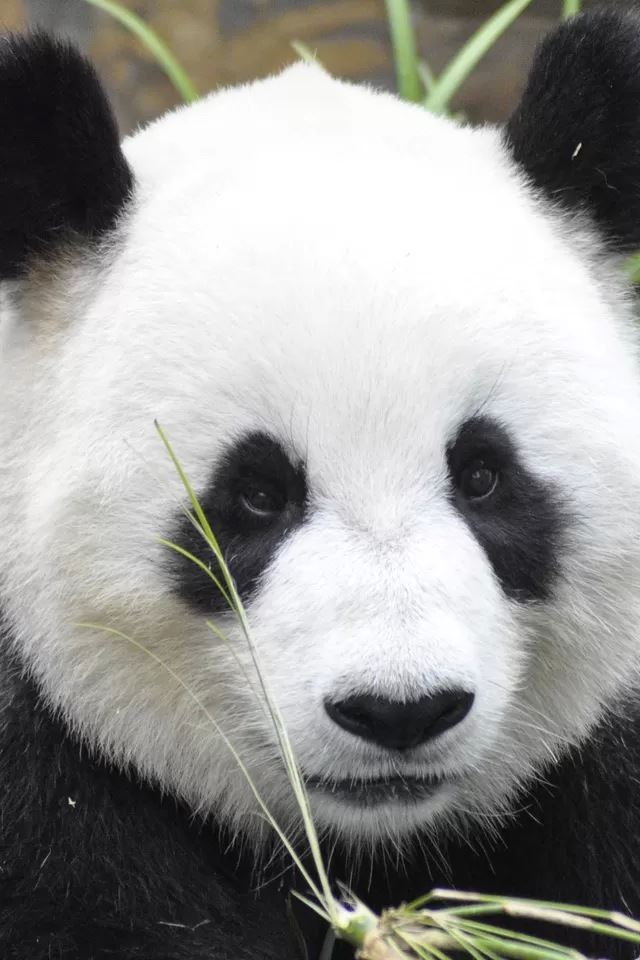 640x960 Cute panda - panda iPhone 4s Wallpaper