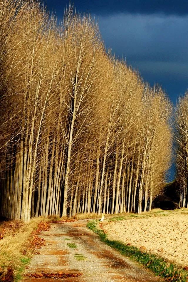 640x960 Golden Forest - green iPhone 4s Wallpaper