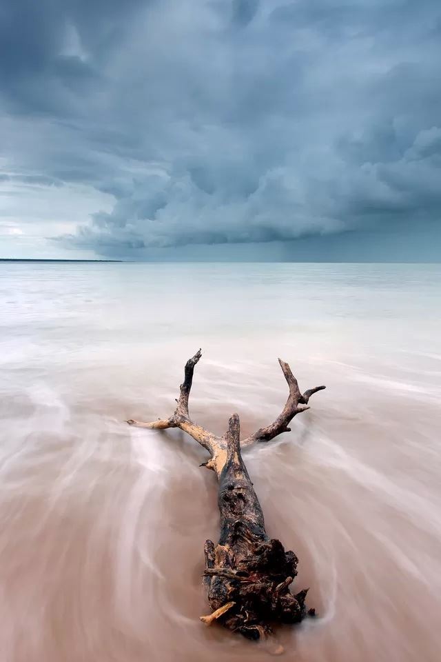 640x960 Withered tree in the beach - beach iPhone 4s Wallpaper