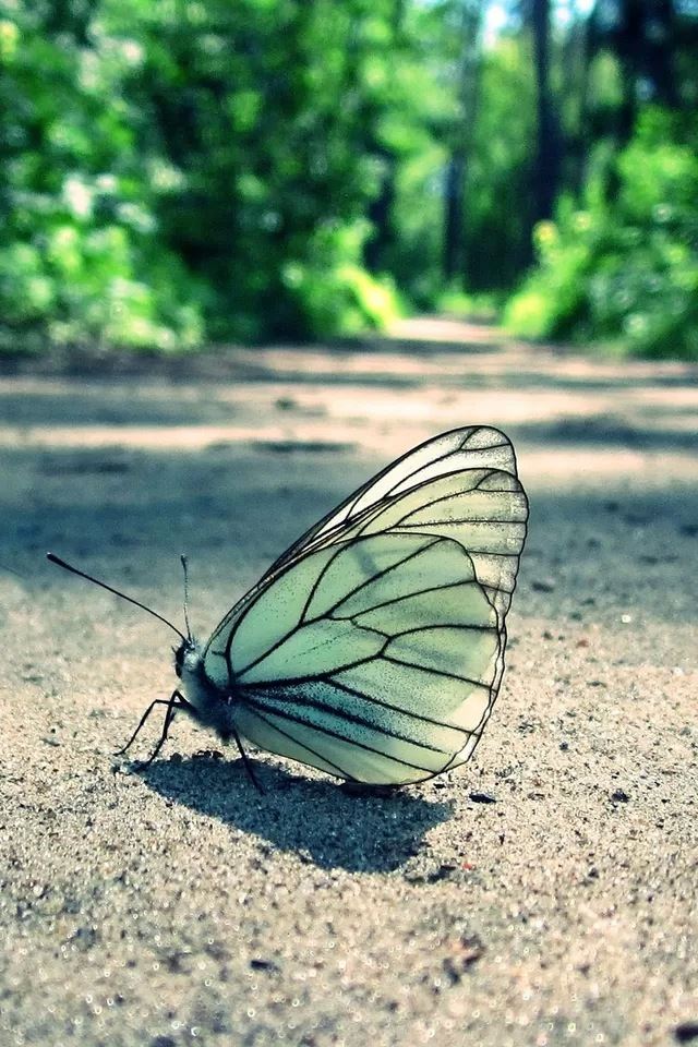 640x960 Butterfly - bokeh iPhone 4s Wallpaper