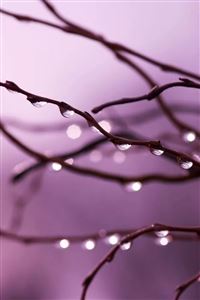Dew on branches wallpaper
