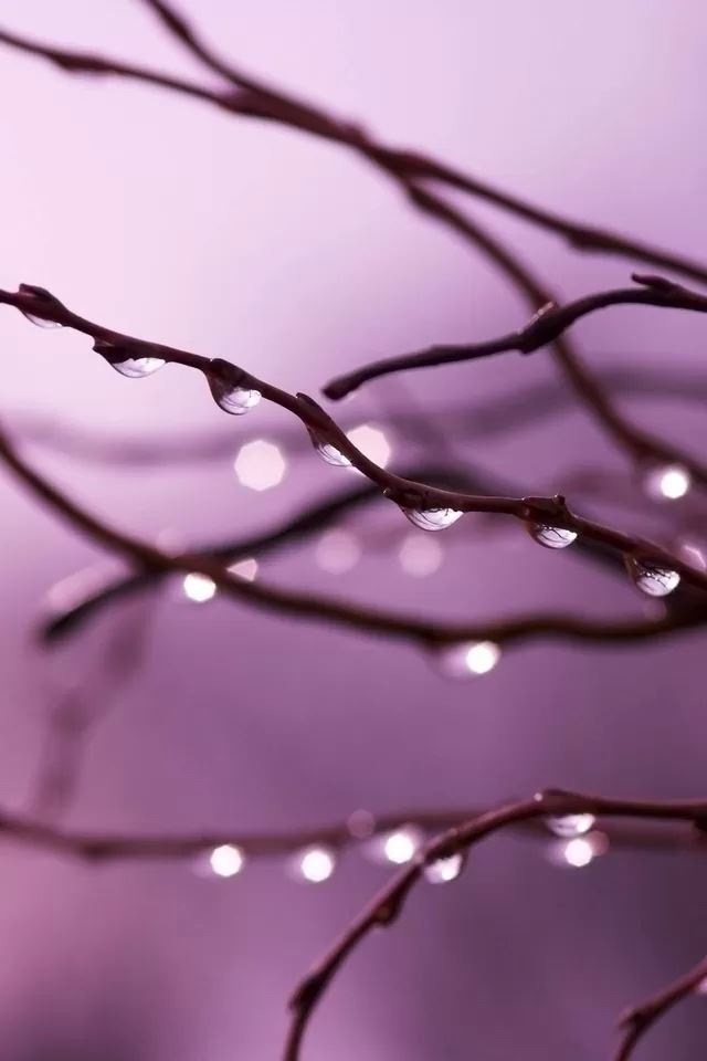 640x960 Dew on branches - branches iPhone 4s Wallpaper