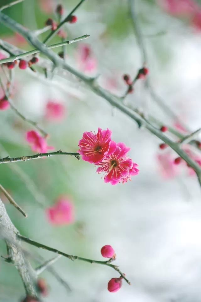 640x960 Plum blossom - bokeh iPhone 4s Wallpaper