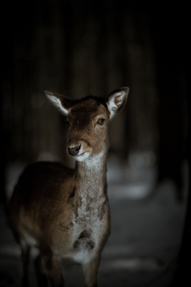 640x960 The deer - brown iPhone 4s Wallpaper