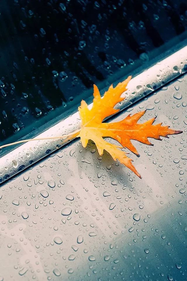 640x960 Yellow leaves - background iPhone 4s Wallpaper