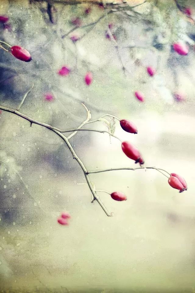 640x960 Flower bokeh - flower iPhone 4s Wallpaper