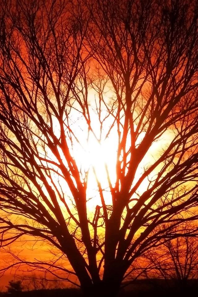 640x960 Sunlight through the trees - through iPhone 4s Wallpaper