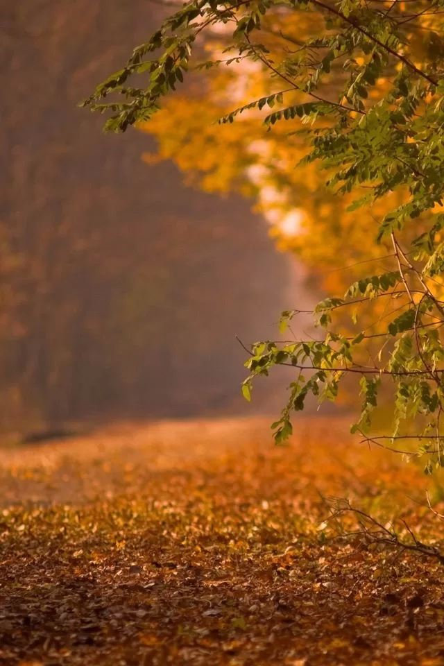 640x960 Road covered with fallen leaves - leaves iPhone 4s Wallpaper
