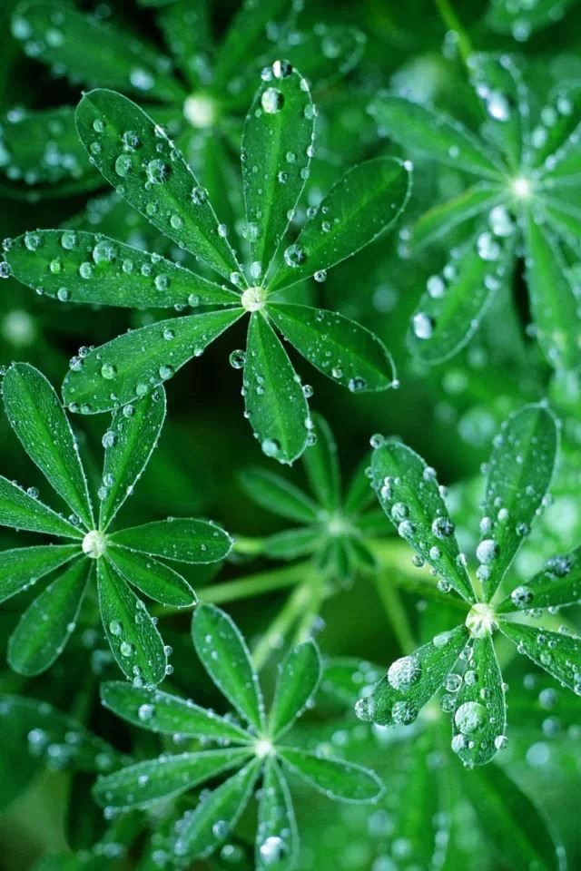 640x960 Dew on green leaves - leaves iPhone 4s Wallpaper